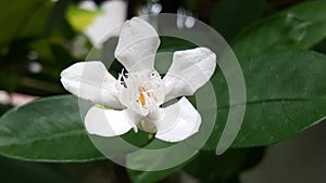Flowers white jasmine photo
