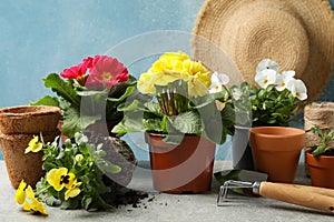 Flowers, gardening tools and accessories on table, close up