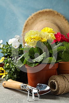 Flowers, gardening tools and accessories on table, close up