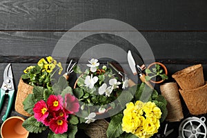 Flowers and gardening tools on background, space for text