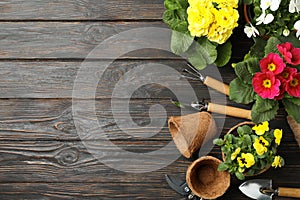 Flowers and gardening tools on background, top view