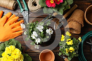 Flowers and gardening tools on background, top view