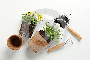 Flowers and gardening tools on background, top view