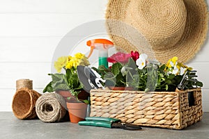 Flowers and gardening tools on grey table