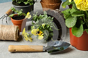 Flowers and gardening tools on grey table