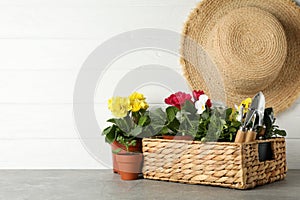 Flowers and gardening tools on grey table