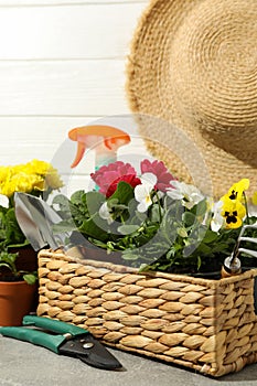 Flowers and gardening tools on table, close up