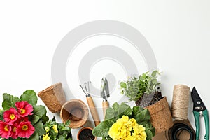 Flowers and gardening tools on white background