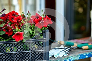 Flowers and gardening tools on wooden background