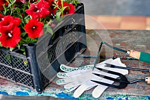 Flowers and gardening tools on wooden background