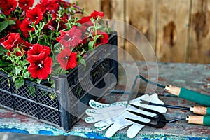 Flowers and gardening tools on wooden background
