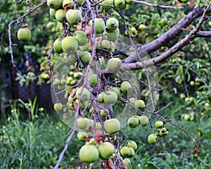 Flowers and gardens, apple-tree, apple-tree green, green apple, an apple-tree in the village, the apple-tree blossomed, green, app