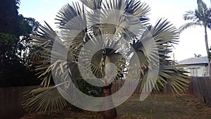 Flowers and Gardens  - Beautiful fan palm in the back garden of a home in Rockhampton Qld Australia