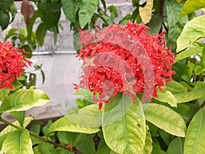 Flowers gardun india faram sun set