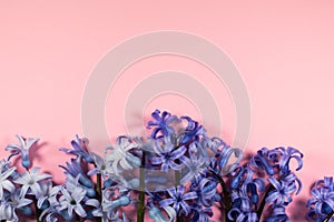 Flowers on a gently pink background.