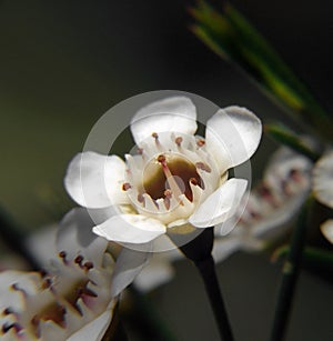 Flowers - Geraldton Wax