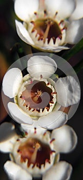 Flowers - Geraldton Wax photo