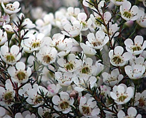 Flowers - Geraldton Wax photo