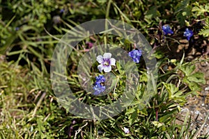 Flowers of Geranium arabicum in a meadow in Ethiopia