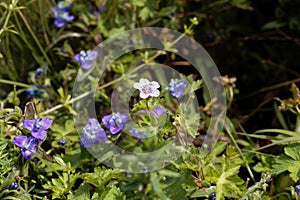 Flowers of Geranium arabicum in a meadow in Ethiopia