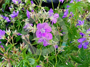 Geranium sylvaticum `Mayflower` photo