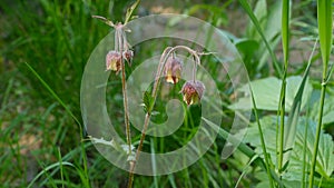 Flowers Geum Rivale on a long stem