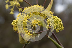 Flowers of giant fennel, Ferula communis