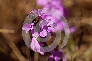 Flowers of giant witchweed Striga hermonthica photo