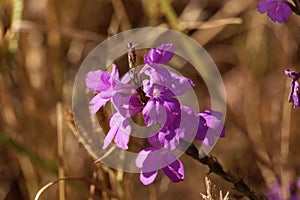 Flowers of giant witchweed Striga hermonthica photo