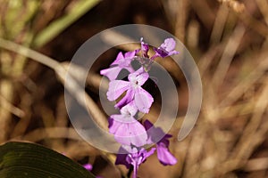 Flowers of giant witchweed Striga hermonthica photo