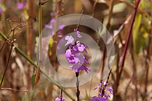 Flowers of giant witchweed Striga hermonthica photo