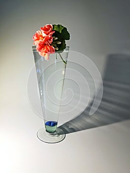 Flowers in glass, still life