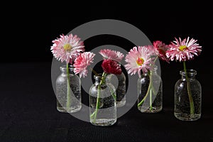 Flowers in glass vases on black background