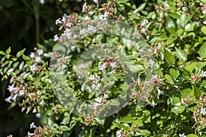 Flowers of Glossy abelia, Abelia x grandiflora photo