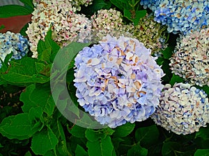 French Hydrangea Flowers....