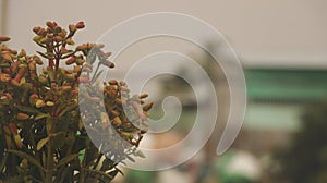 Flowers of Goethe Plant/ Bryophyllum Pinnatum/ Life Plant/ Miracle Leaf photo