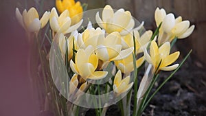 Flowers of golden crocus Crocus chrysanthus on flowerbed