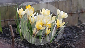 Flowers of golden crocus Crocus chrysanthus on flowerbed