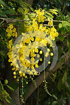 Flowers of the golden shower tree