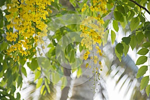 Cassia fistula