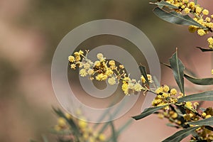 Flowers of a golden wattle tree Acacia pycnantha