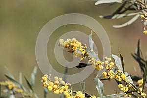 Flowers of a golden wattle tree Acacia pycnantha