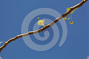 Flowers of a golden wattle tree Acacia pycnantha