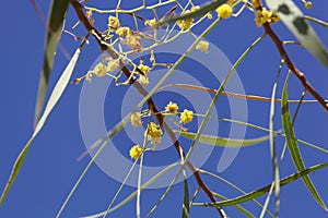 Flowers of a golden wattle tree Acacia pycnantha