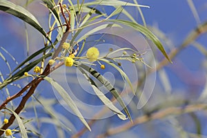 Flowers of a golden wattle tree Acacia pycnantha