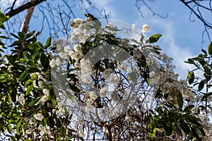 Flowers gone to seed on tree branch