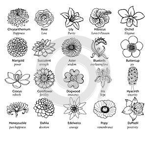20 flowers with good meanings. Vector illustration photo
