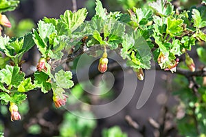 Flowers gooseberry blooming on a branch of bush