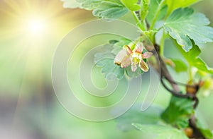 Flowers gooseberry blooming on a branch of bush