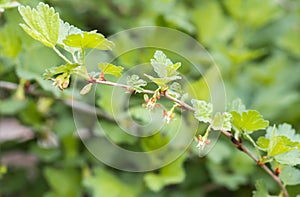 Flowers gooseberry blooming on a branch of bush